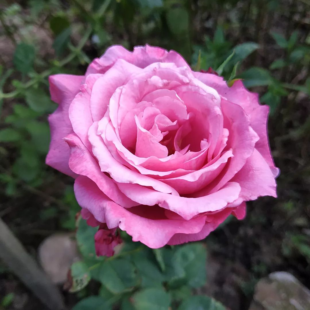 rosa lila wunder :: Ivana Jelemenská